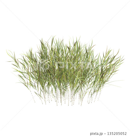 Pogonatherum crinitum bush plants 3d illustration on transparent background 135205052