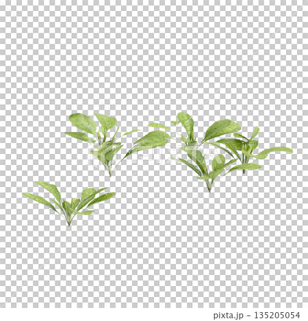 Plantago asiatica bush plants 3d illustration on transparent background Plantago asiatica bush plants 3d illustration on transparent background 135205054