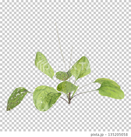 Plantago asiatica bush plants 3d illustration on transparent background 135205058