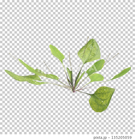 Plantago asiatica bush plants 3d illustration on transparent background Plantago asiatica bush plants 3d illustration on transparent background 135205059