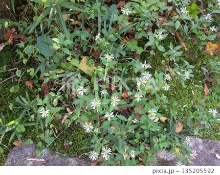 道端に咲く野菊の花 135205592
