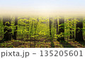 Sunny spring forest with fresh green leaves and fog. Peaceful nature landscape for greeting card and banner design. Outdoor scenery with copy space. 135205601