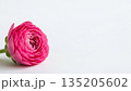 Close up of a single pink buttercup flower head on a white table. Spring bloom and floral concept on white background with copy space. 135205602