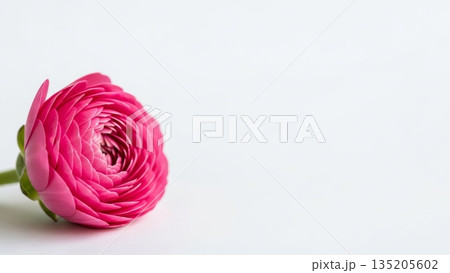 Close up of a single pink buttercup flower head on a white table. Spring bloom and floral concept on white background with copy space. Close up of a single pink buttercup flower head on a white table. Spring bloom and floral concept on white background with copy space. 135205602