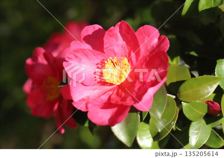 冬の庭に咲く赤いツバキの花 冬の庭に咲く赤いツバキの花 135205614
