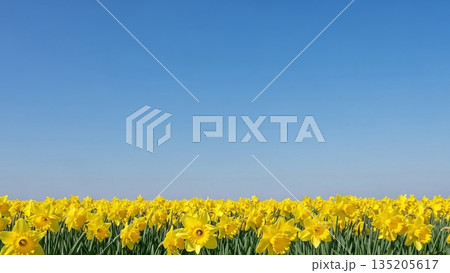 Field of vibrant yellow daffodil flower under clear blue sky, symbolizing spring and growth. Spring flower for Easter and greeting card. 135205617