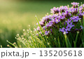 Purple flower and green grass with dew drop in spring garden background. Nature beauty in sunlight, fresh morning concept for greeting card. 135205618