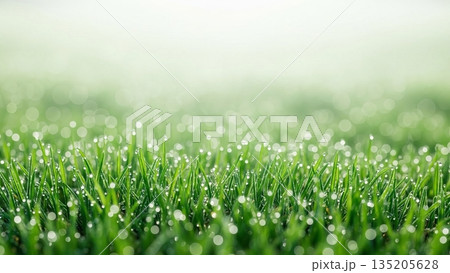 Green grass with dew drop in morning sunlight. Fresh nature background for springtime and seasonal greeting card. Green grass with dew drop in morning sunlight. Fresh nature background for springtime and seasonal greeting card. 135205628