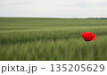 Red poppy flower in a green wheat field with hazy horizon. Vivid bloom stands out in rural landscape for nature and spring themes. 135205629