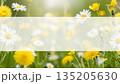 Spring meadow with yellow dandelion and white daisy flower with copy space. Nature background for greeting card or banner design. 135205630