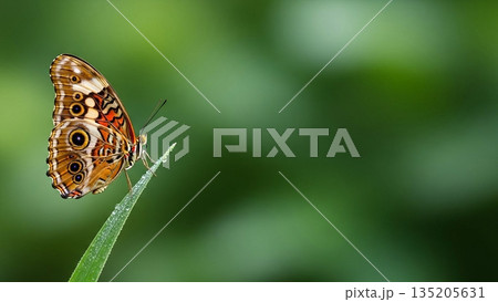Beautiful butterfly with eye spots on wings sitting on a grass blade with dewdrops. Vibrant insect on plant in spring nature background. 135205631