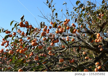 オレンジ色の柿の実 オレンジ色の柿の実 135205892