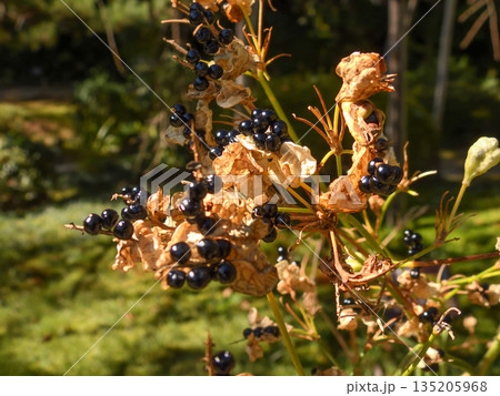 平安神宮　神苑　ぬばたま（檜扇の種） 135205968