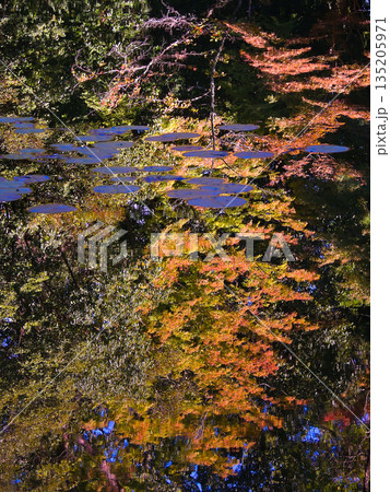 平安神宮 神苑 平安神宮 神苑 135205971