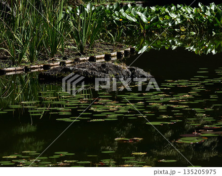 平安神宮 神苑 平安神宮 神苑 135205975