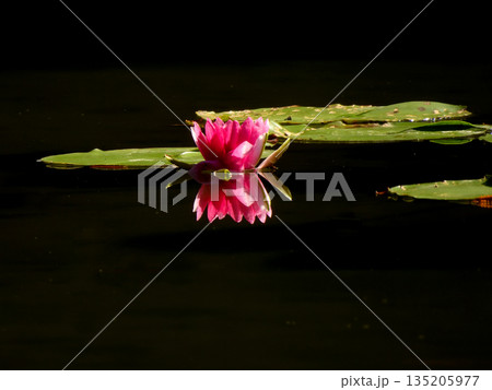 平安神宮　神苑　睡蓮 135205977