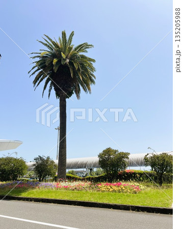 青空にそびえるフェニックスと色鮮やかな花壇、南国の風景 135205988