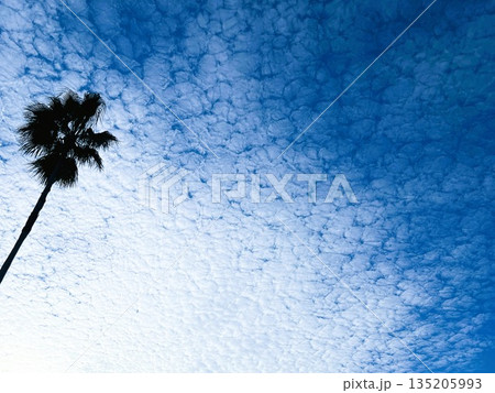 ワシントンヤシモドキが映える青空 | 南国ムード満載 ワシントンヤシモドキが映える青空 | 南国ムード満載 135205993