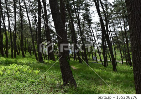 松林 海岸砂防林 山形県庄内 135206276