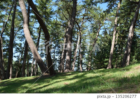 松林 海岸砂防林 山形県庄内 135206277