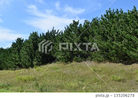 松林 海岸砂防林 山形県庄内 135206278