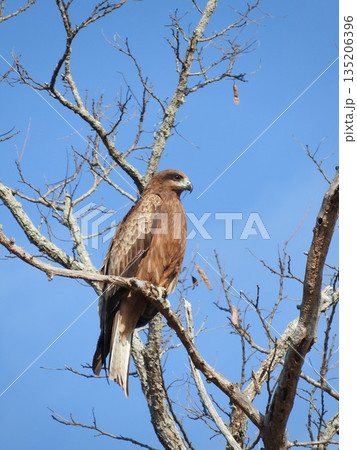 樹上の鳶 135206396
