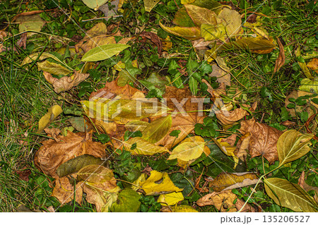Background of autumn leaves fallen to the ground from trees 135206527