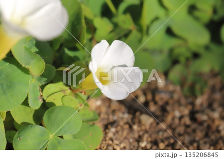 冬の庭に咲く白い小さなフヨウカタバミの花 135206845