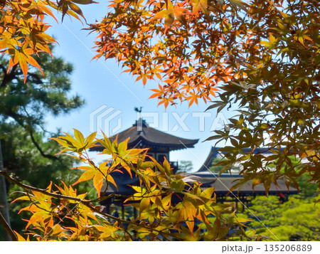 平安神宮　東神苑　泰平閣と紅葉 135206889