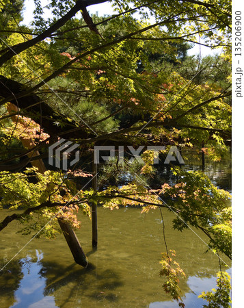 平安神宮 東神苑 栖鳳池 平安神宮 東神苑 栖鳳池 135206900