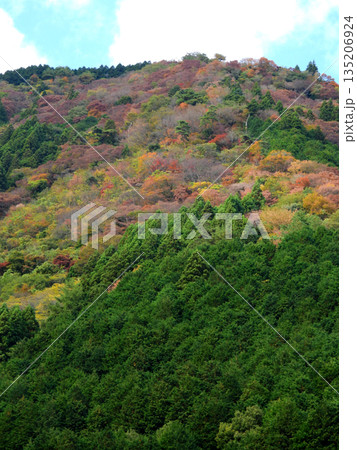布施ヶ坂の紅葉 布施ヶ坂の紅葉 135206924