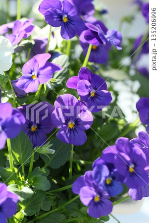 紫色のパンジーが咲く冬風景 135206996