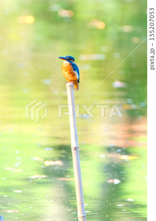 薬師池公園の逆さ紅葉と野鳥達 135207053