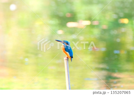 薬師池公園の逆さ紅葉と野鳥達 薬師池公園の逆さ紅葉と野鳥達 135207065