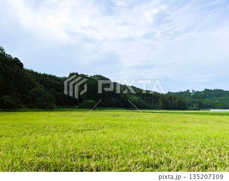 田んぼと山の田園風景 | 日本の自然 田んぼと山の田園風景 | 日本の自然 135207109
