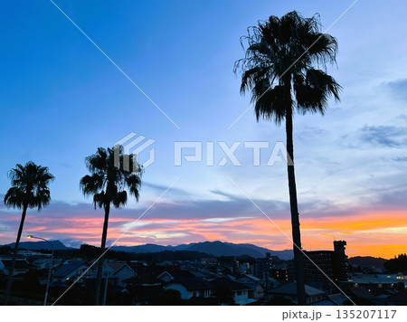 青から橙へ染まる空とワシントンヤシモドキのシルエット | 穏やかな夕暮れ 135207117