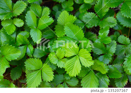 ワイルド・ストロベリー ワイルド・ストロベリー 135207167