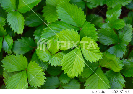 ワイルド・ストロベリー 135207168