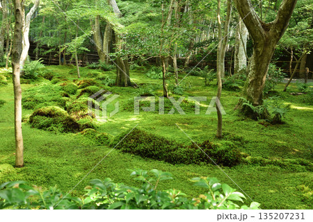 大覚寺塔頭　祇王寺　緑の苔庭(京都市右京区) 135207231