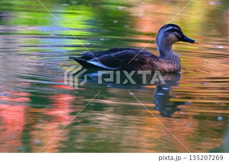 薬師池公園の逆さ紅葉と野鳥達 薬師池公園の逆さ紅葉と野鳥達 135207269