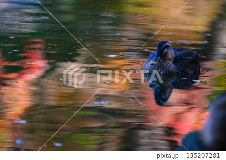 薬師池公園の逆さ紅葉と野鳥達 135207281