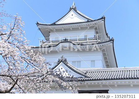 小田原城と桜 小田原城と桜 135207311
