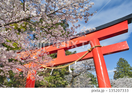 【神奈川県】桜咲く下鶴間諏訪神社の赤鳥居 135207333