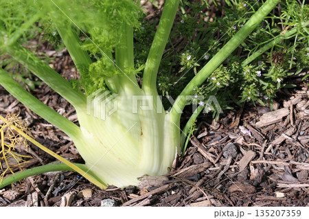 Florence fennel bulb in close up Florence fennel bulb in close up 135207359