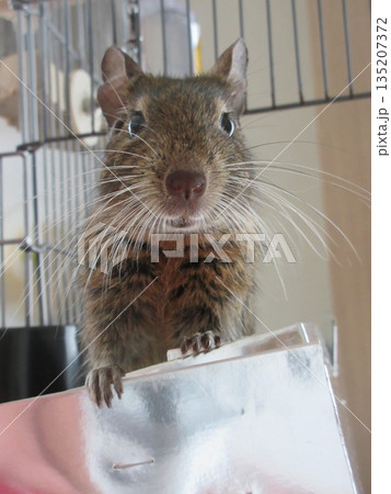 デグー　アグーチカラー 135207372