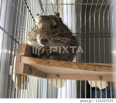 日向ぼっこするデグー 日向ぼっこするデグー 135207374