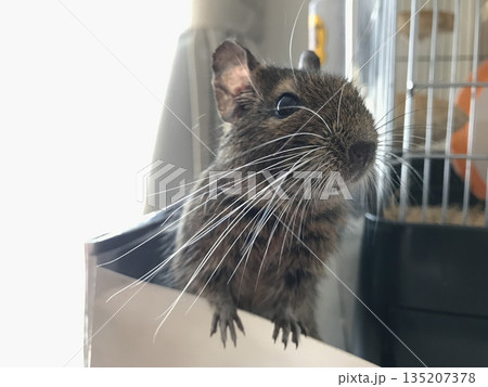 デグー アグーチカラー デグー アグーチカラー 135207378
