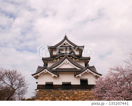 桜に包まれる天守閣 135207441