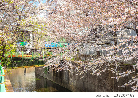 中井駅近くの妙正寺川の桜 中井駅近くの妙正寺川の桜 135207468