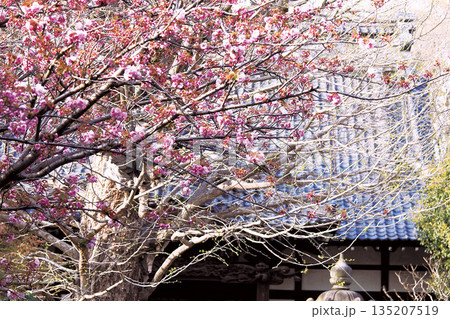 高円寺 135207519